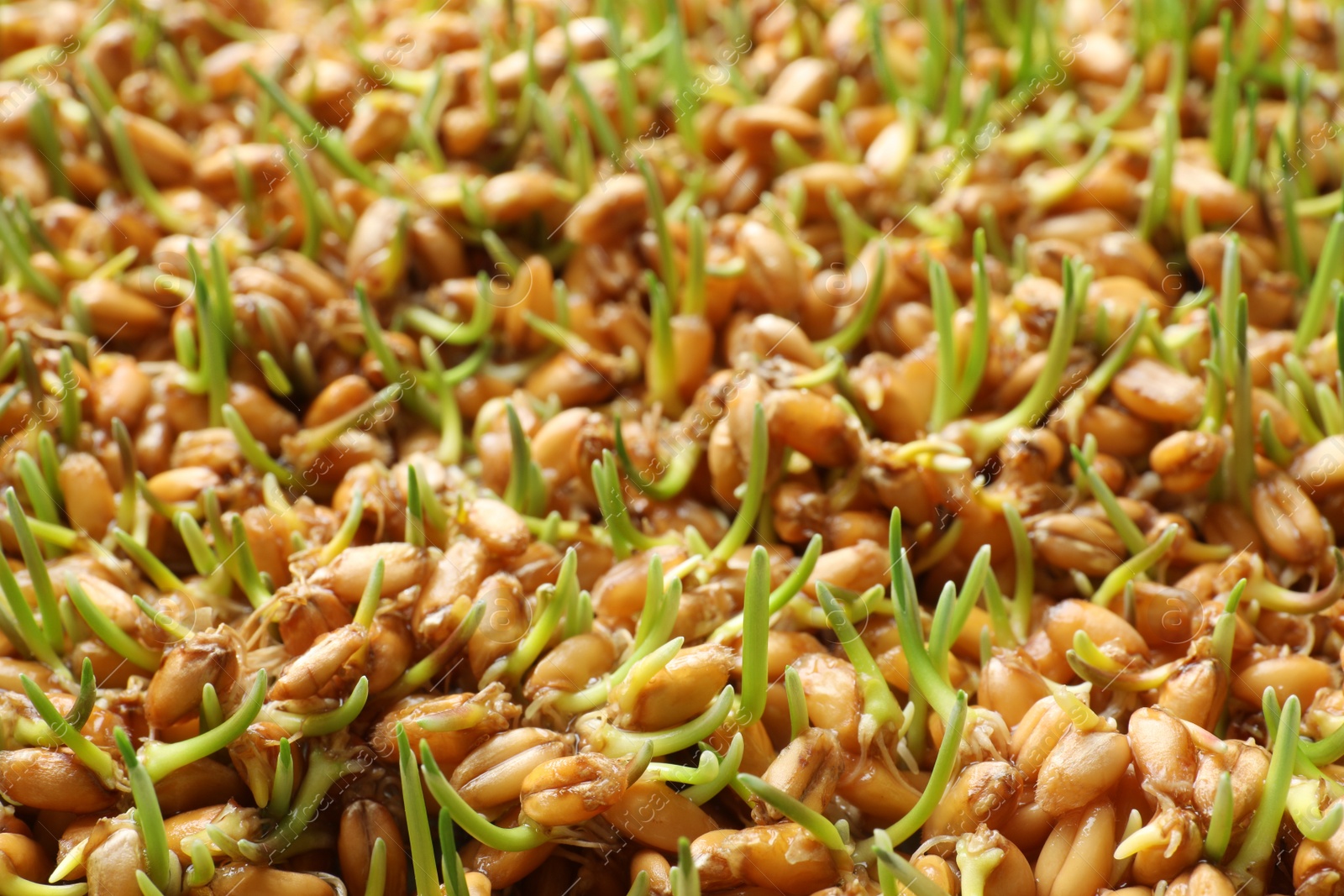 Photo of Sprouted wheat grass seeds as background, closeup