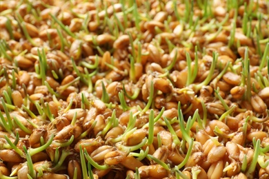 Photo of Sprouted wheat grass seeds as background, closeup