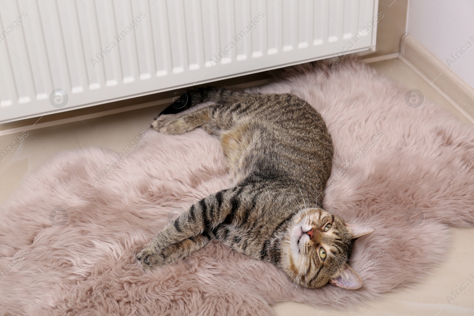 Photo of Cute tabby cat on faux fur rug near heating radiator indoors