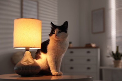 Cute cat sitting on table near lamp at home