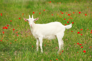 Photo of Cute white goat in field. Animal husbandry
