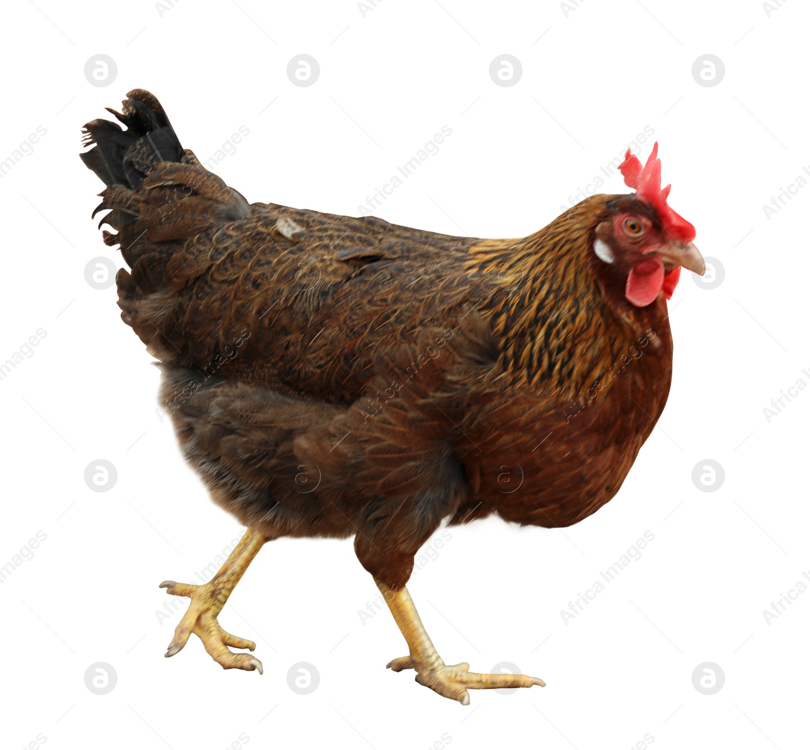 Image of Beautiful chicken on white background. Domestic animal