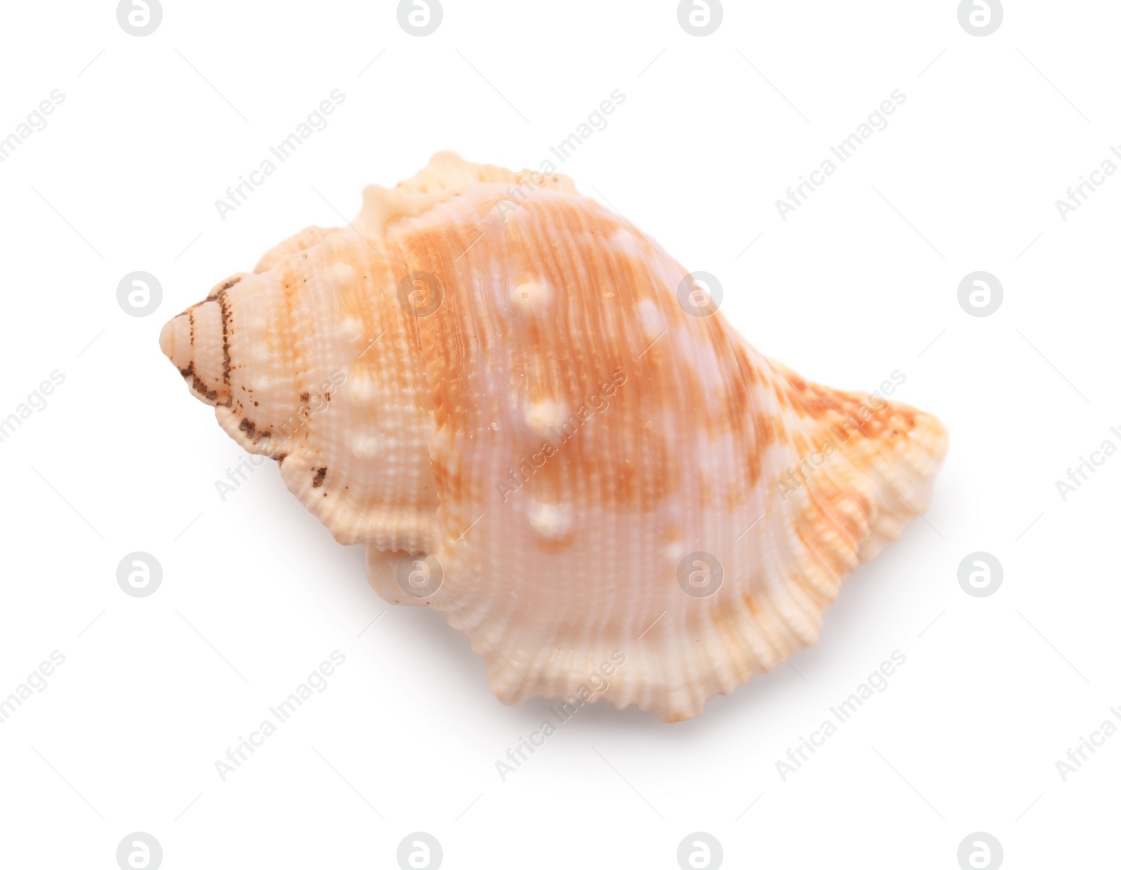 Photo of Beautiful seashell isolated on white. Beach object