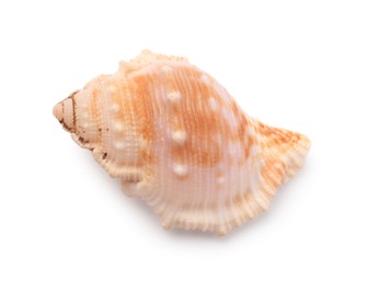 Photo of Beautiful seashell isolated on white. Beach object