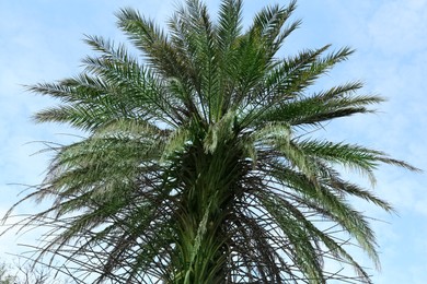 Photo of Beautiful palm tree against blue sky, low angle view