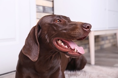 Photo of German Shorthaired Pointer dog at home