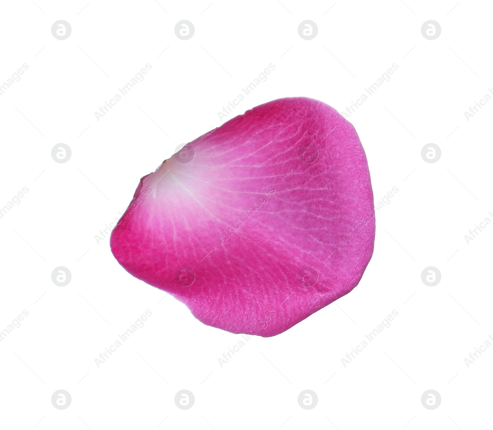 Photo of Pink rose flower petal on white background