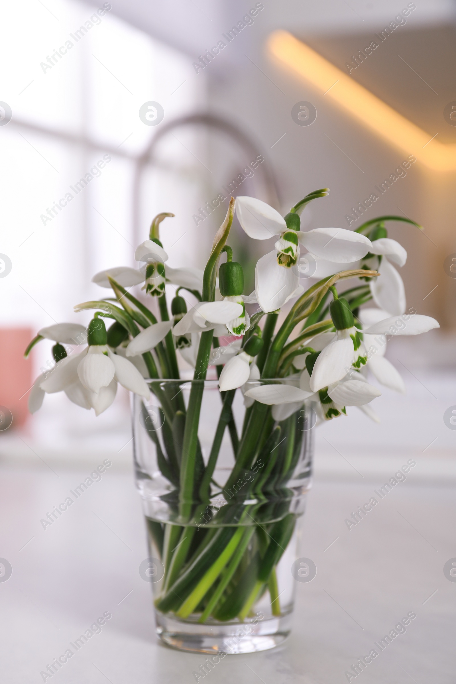 Photo of Beautiful snowdrops in vase on countertop indoors