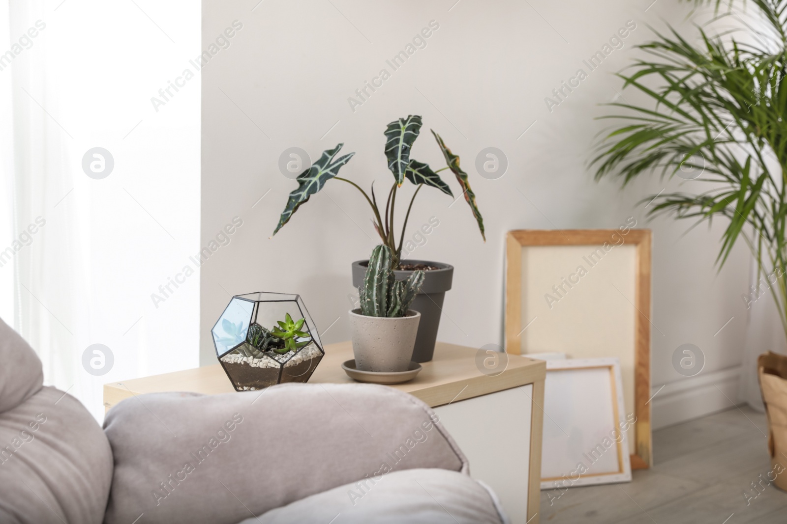 Photo of Trendy room interior with different home plants