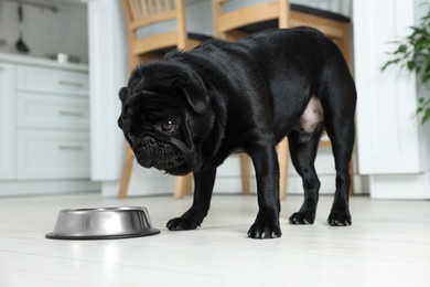 Photo of Cute Pug dog eating from metal bowl in kitchen