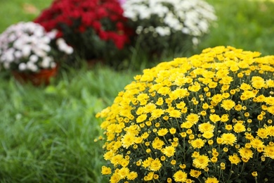 Photo of Beautiful blooming Chrysanthemum bushes outdoors. Autumn flowers