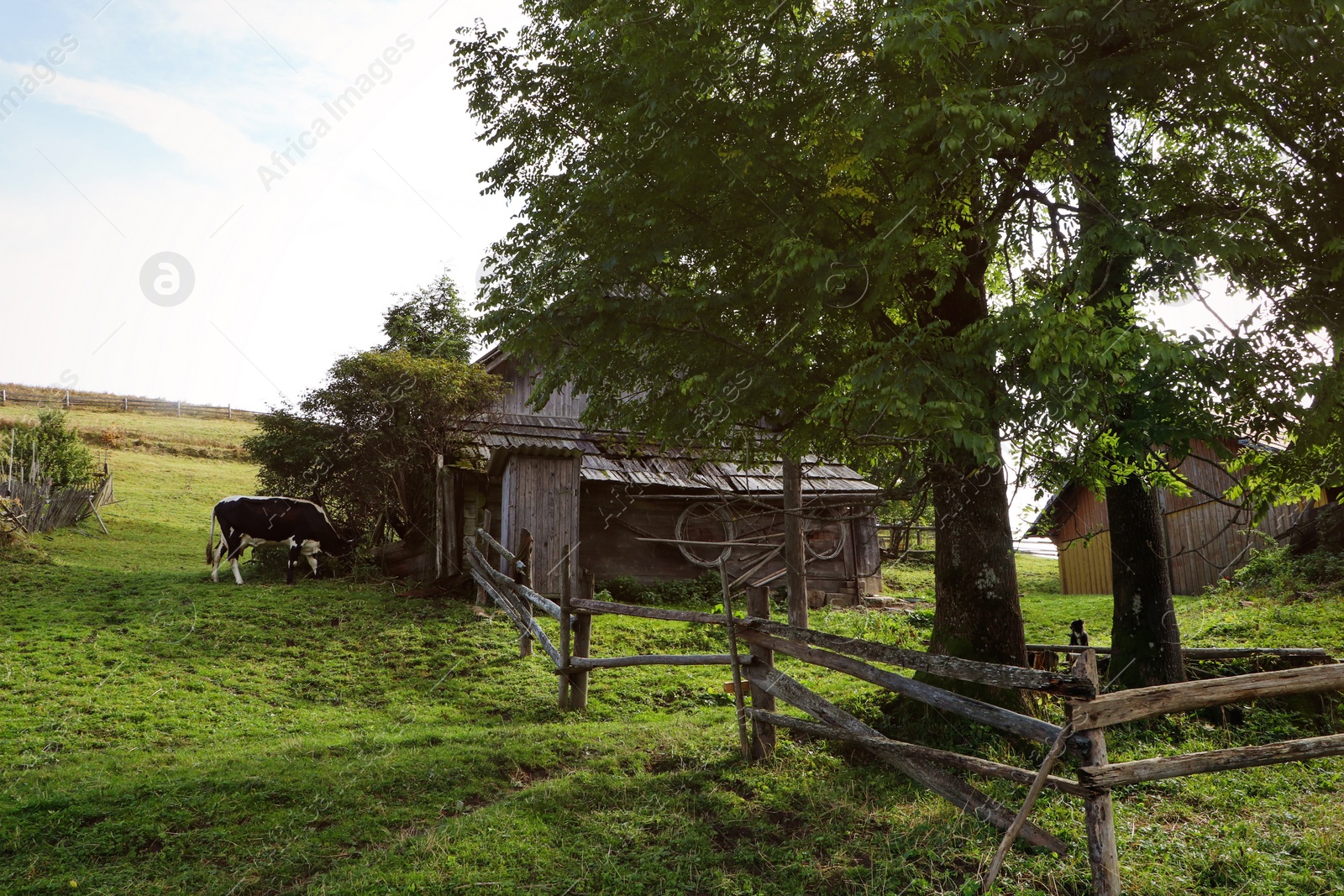 Photo of Cow grazing near barn in mountain village on sunny day