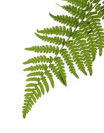 Photo of Beautiful tropical fern leaf isolated on white