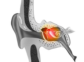 Anatomy of human ear on white background. Illustration