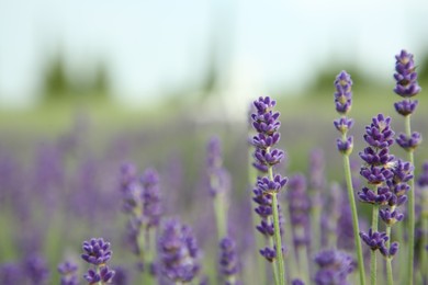 Photo of Beautiful blooming lavender growing in field, closeup. Space for text