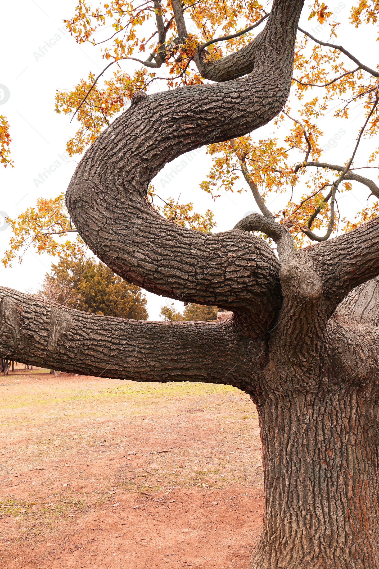 Photo of Beautiful tree with bright leaves in park on autumn day