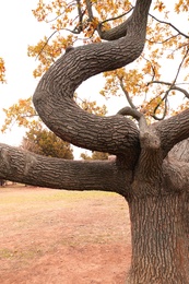 Photo of Beautiful tree with bright leaves in park on autumn day