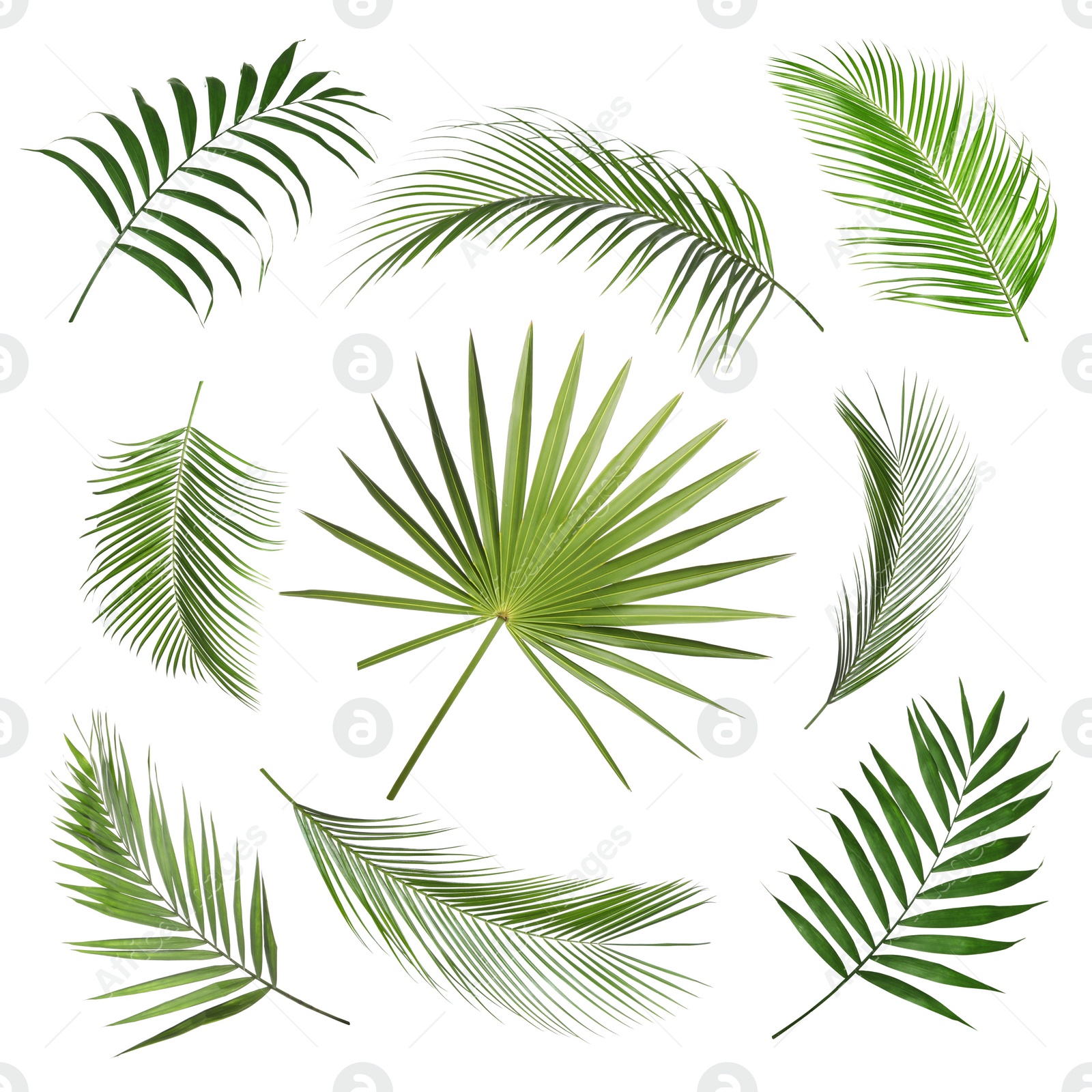 Image of Set of tropical leaves on white background