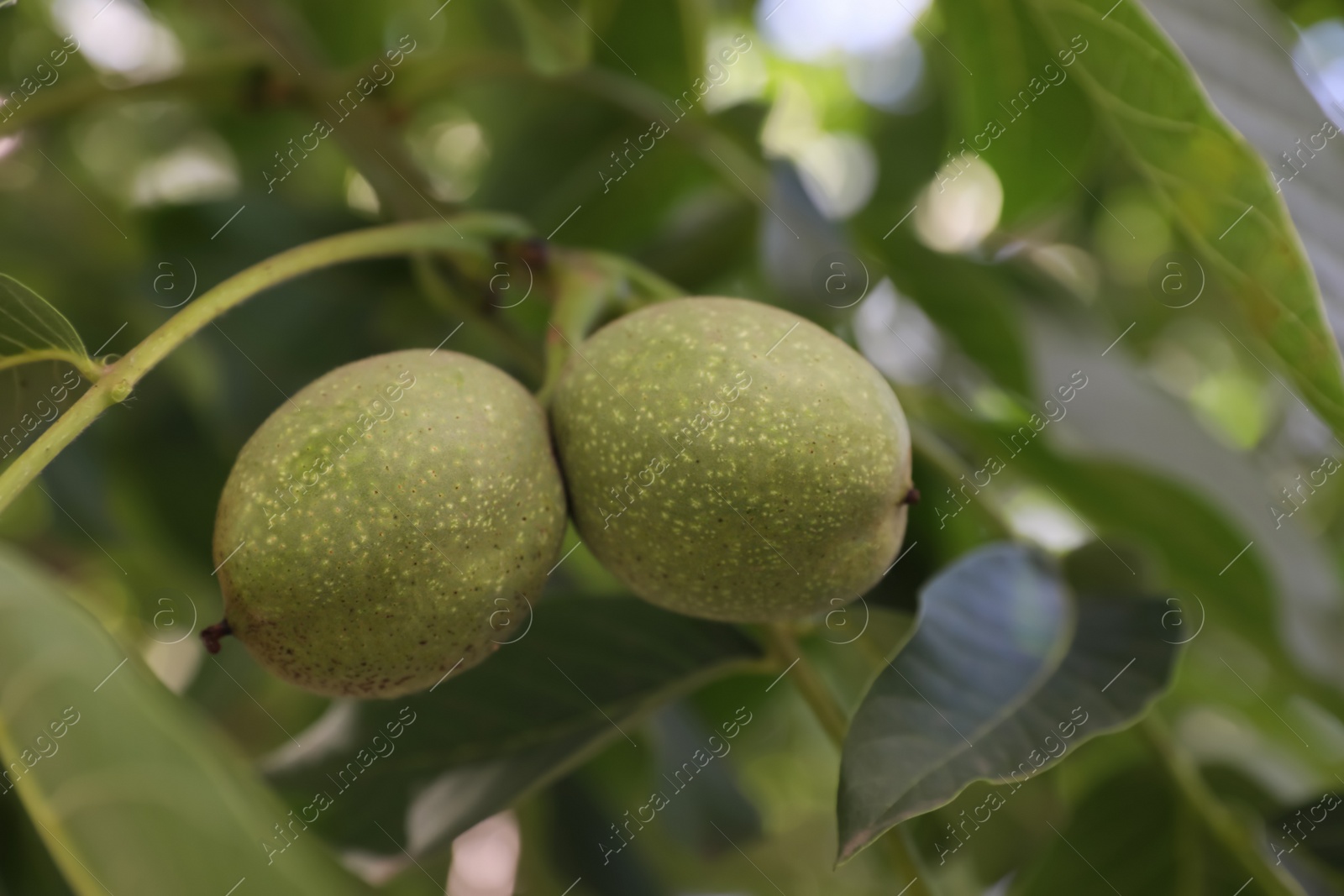 Photo of Green unripe walnuts growing on tree outdoors, closeup