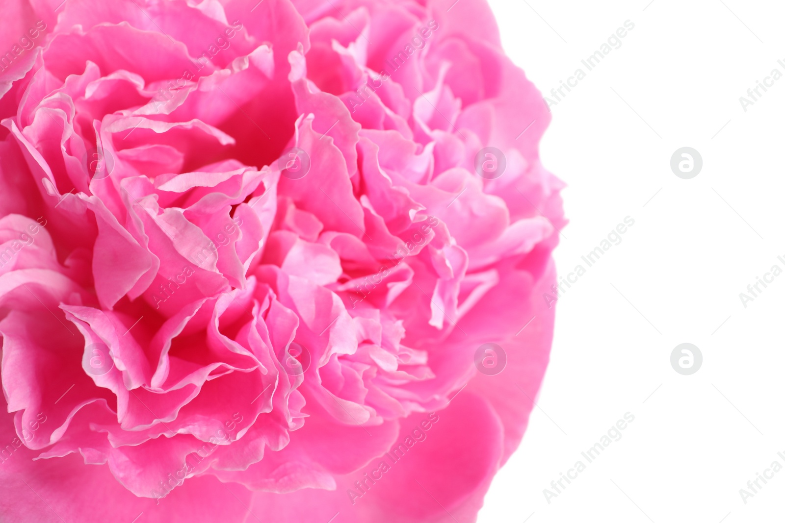 Photo of Beautiful fresh peony flower on white background, closeup