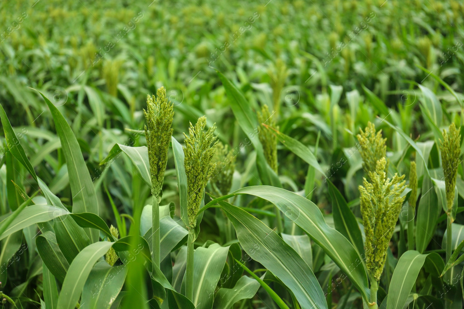 Photo of Green corn plants growing on field. Organic farming