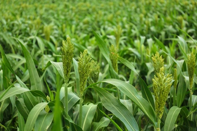 Green corn plants growing on field. Organic farming