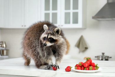 Photo of Cute raccoon eating strawberries on kitchen table