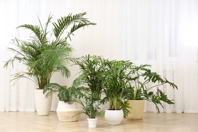 Different beautiful indoor plants on floor in room. House decoration