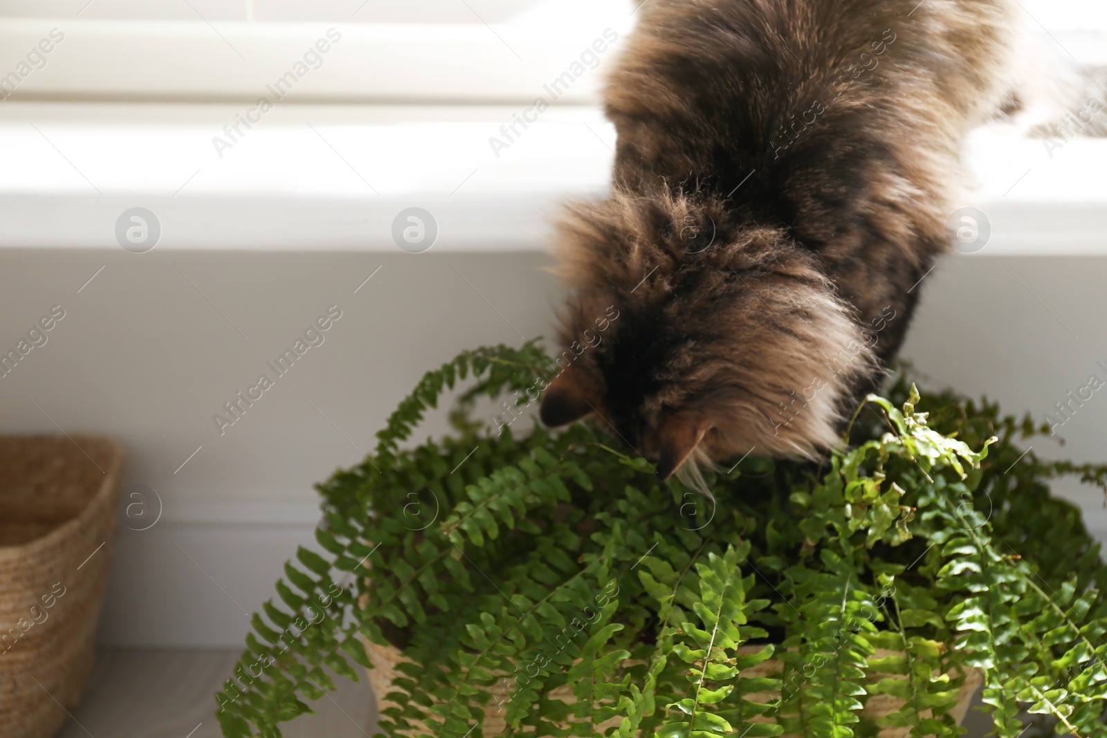 Photo of Adorable cat playing with houseplant on window sill at home