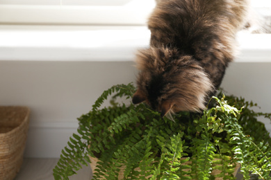 Adorable cat playing with houseplant on window sill at home