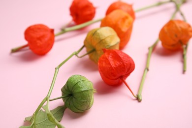 Photo of Physalis branches with colorful sepals on pink background, closeup