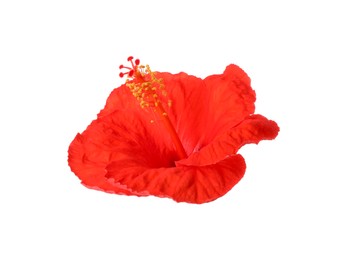 Photo of Beautiful red hibiscus flower isolated on white