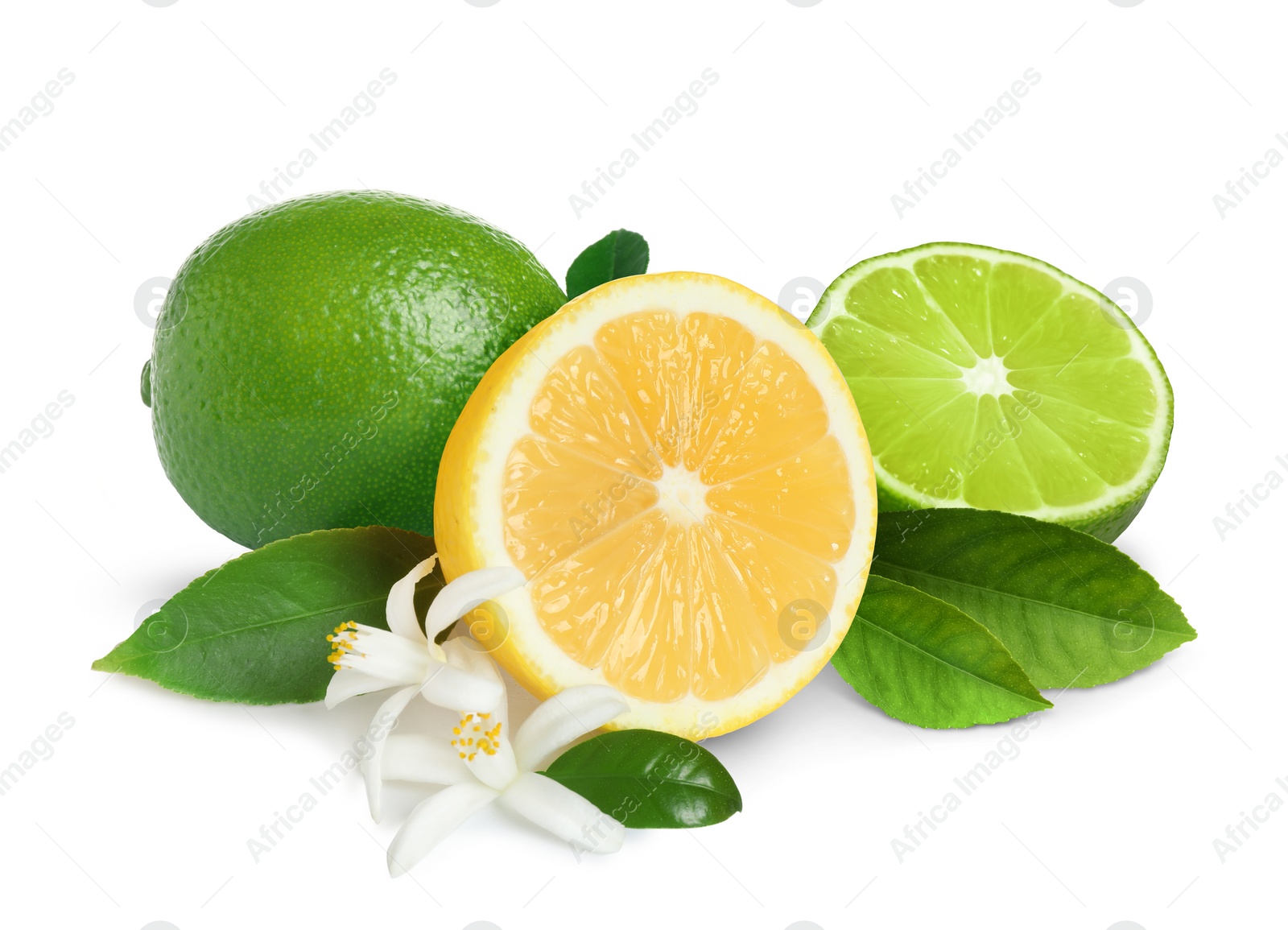 Image of Fresh ripe limes, lemon and citrus flowers with green leaves on white background