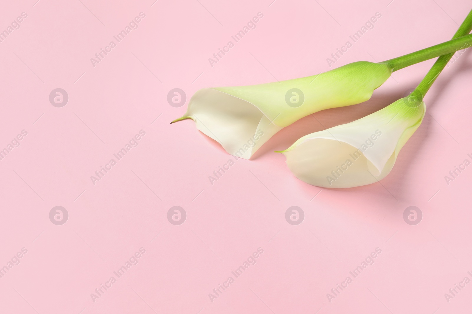 Photo of Beautiful calla lily flowers on pink background, space for text