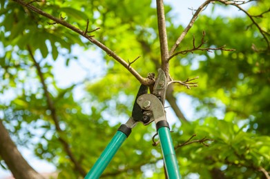 Photo of Pruning tree with secateurs outdoors. Gardening tool