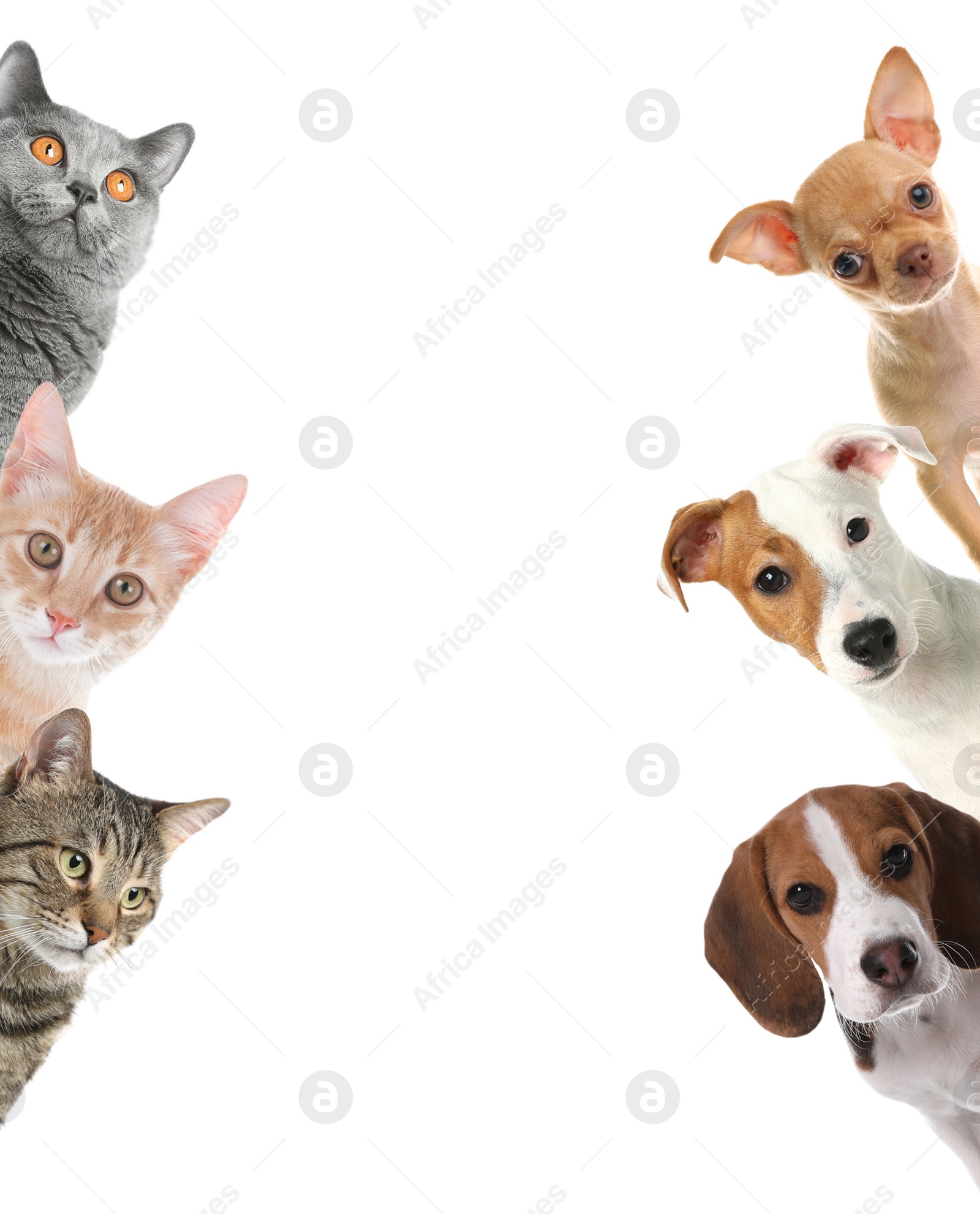 Image of Cute funny cats and dogs on white background