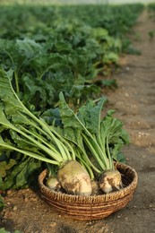 Wicker basket with fresh white beets in field