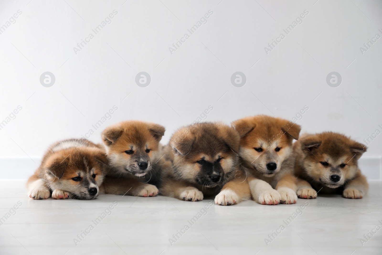 Photo of Adorable Akita Inu puppies on floor near light wall. Space for text