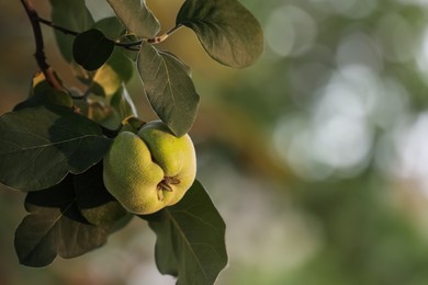 Quince tree branch with fruit outdoors, closeup. Space for text