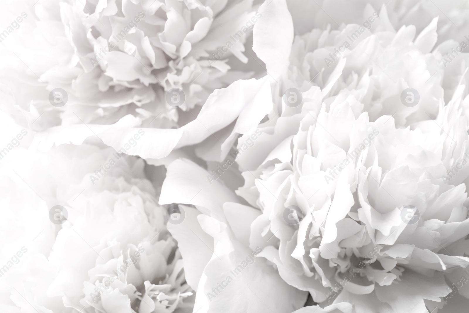 Image of Beautiful blooming white peonies as background, closeup