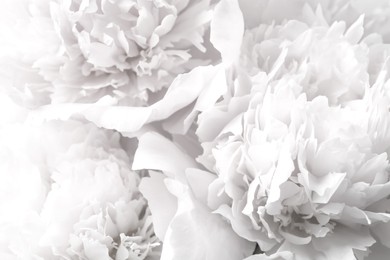 Image of Beautiful blooming white peonies as background, closeup