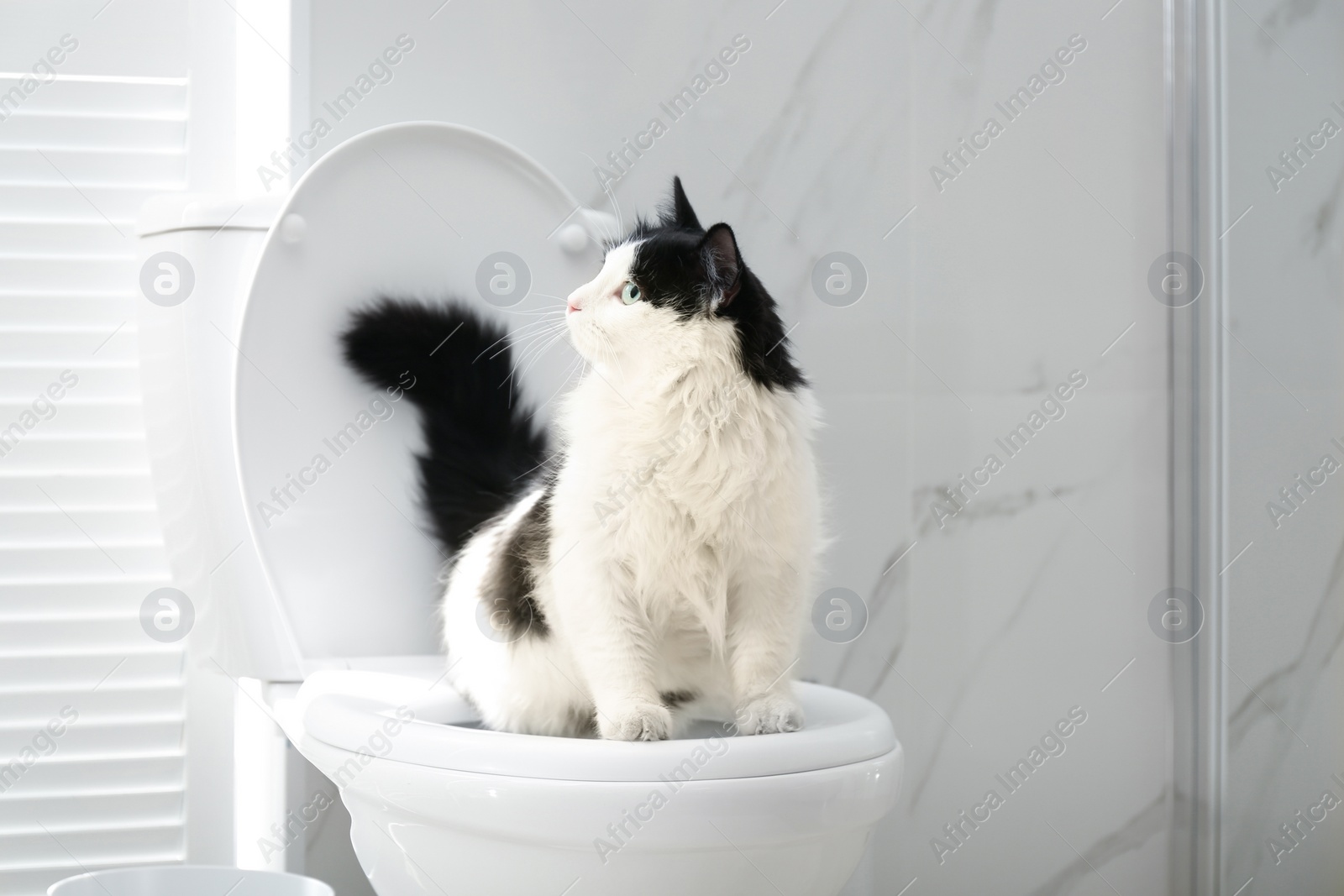 Photo of Cute cat sitting on toilet bowl in bathroom