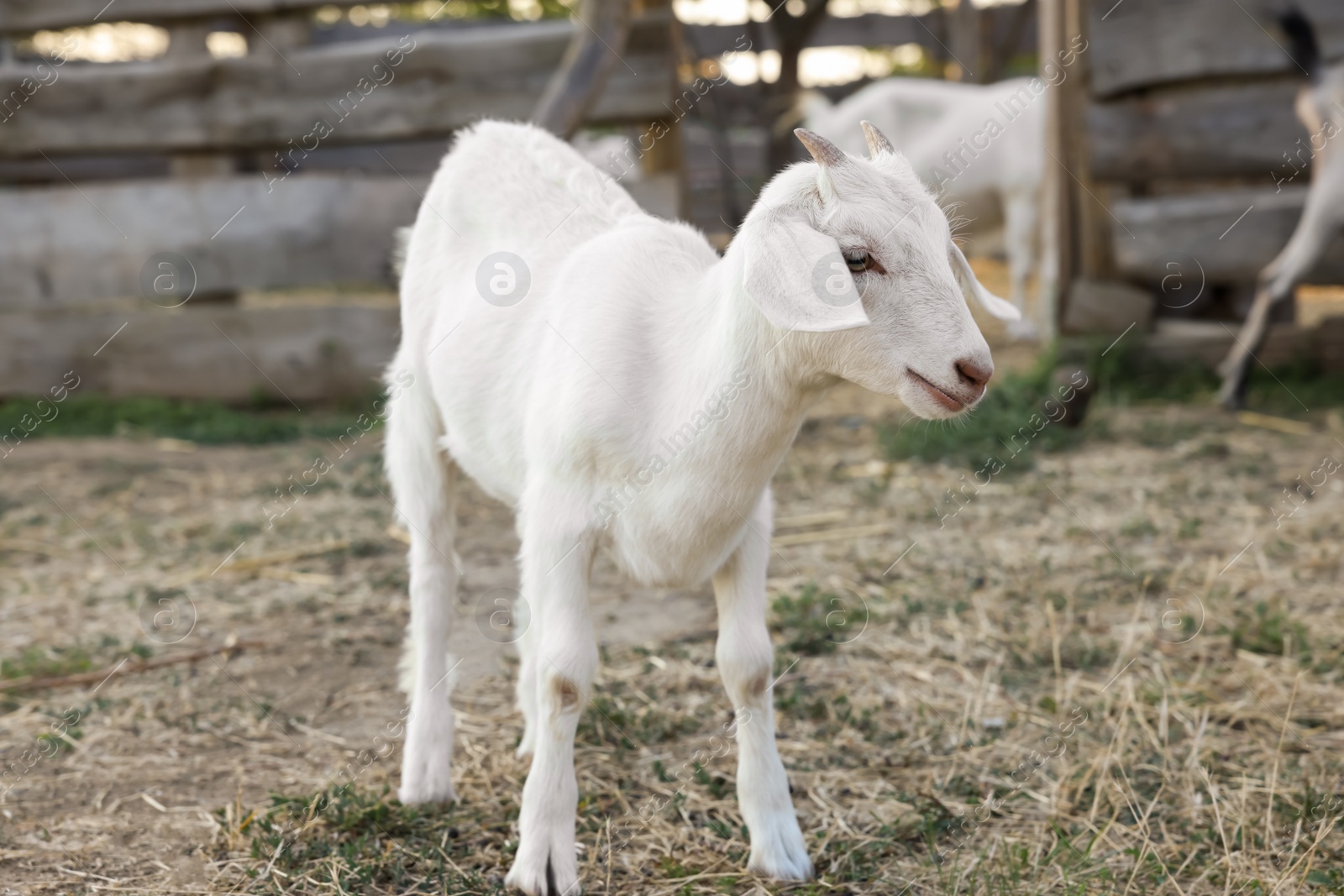 Photo of Cute goatling on pasture at farm. Baby animal