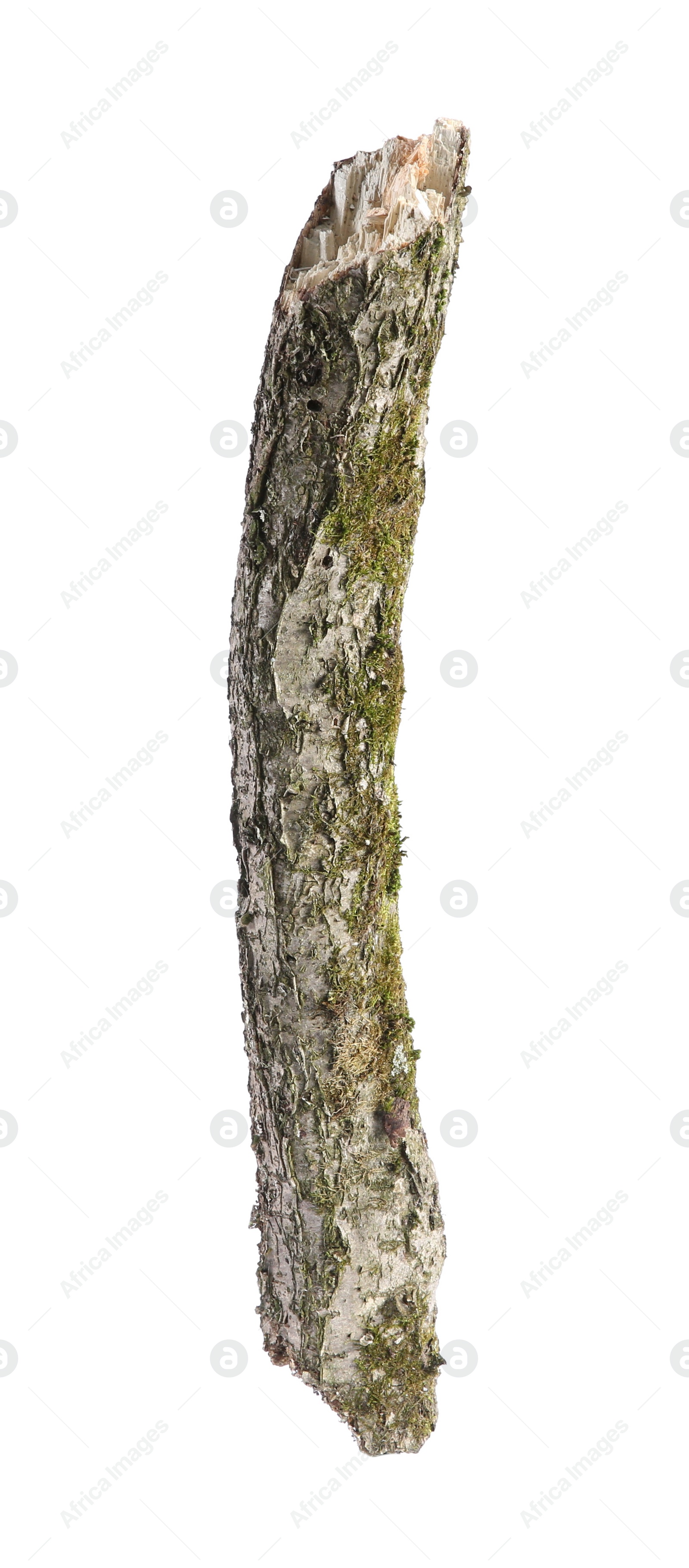 Photo of Old dry tree branch isolated on white