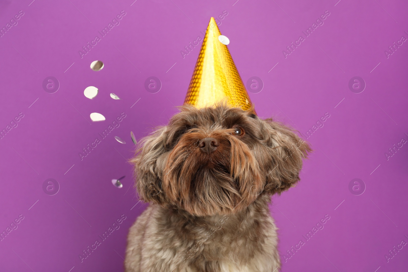 Photo of Cute Maltipoo dog wearing party hat and confetti on violet background. Lovely pet