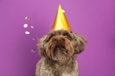 Photo of Cute Maltipoo dog wearing party hat and confetti on violet background. Lovely pet