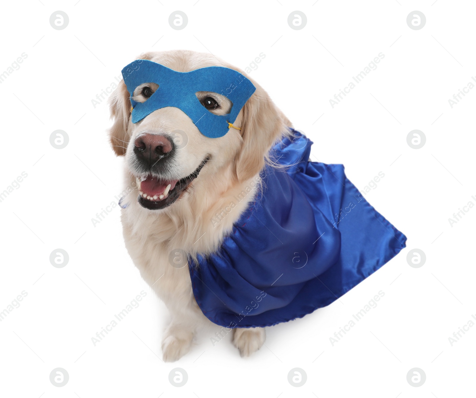 Photo of Adorable dog in blue superhero cape and mask on white background