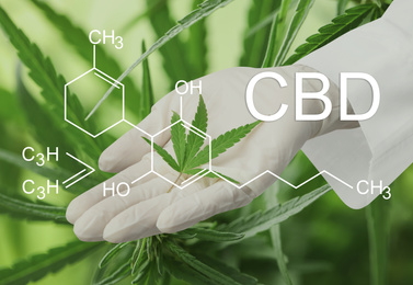 Image of Scientist with hemp plant leaf on green background, closeup. CBD formula