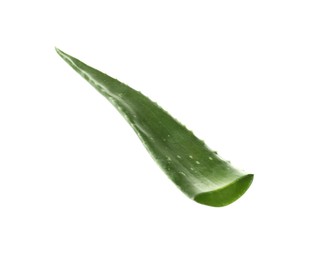 One aloe vera leaf isolated on white