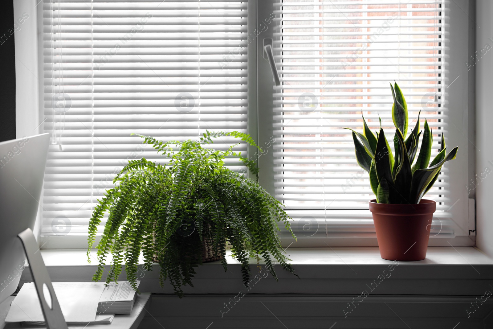 Photo of Beautiful plants near window indoors. Home decor